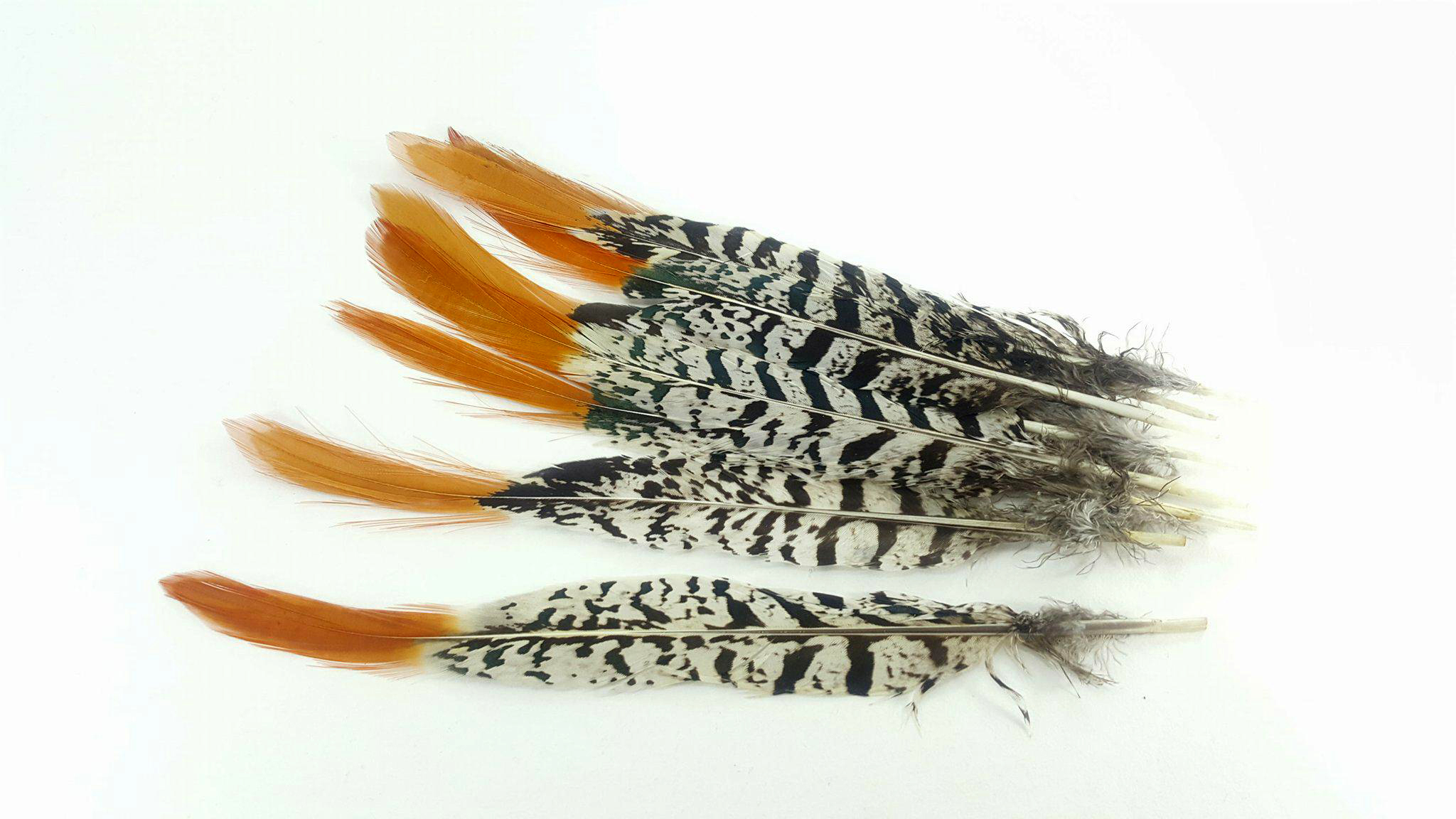 Pheasant feather 20-25cm