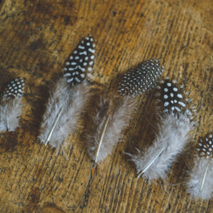 Small spotted feathers