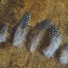Small spotted feathers