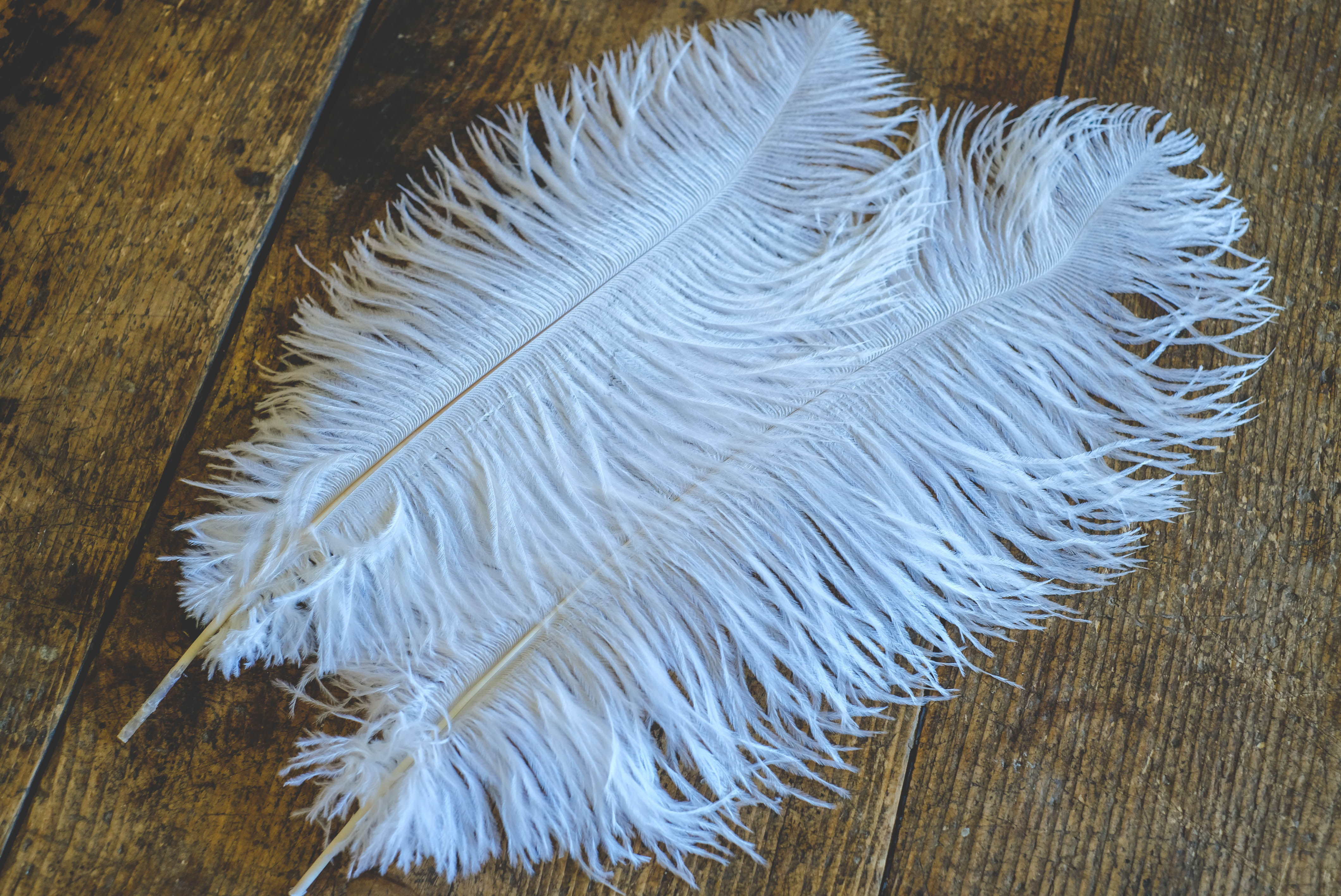 White ostrich feather 35-40cm