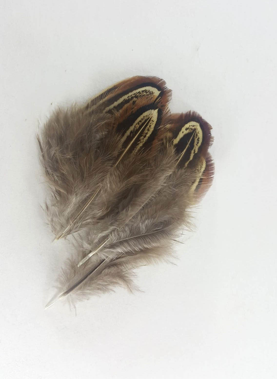 Small brown feathers