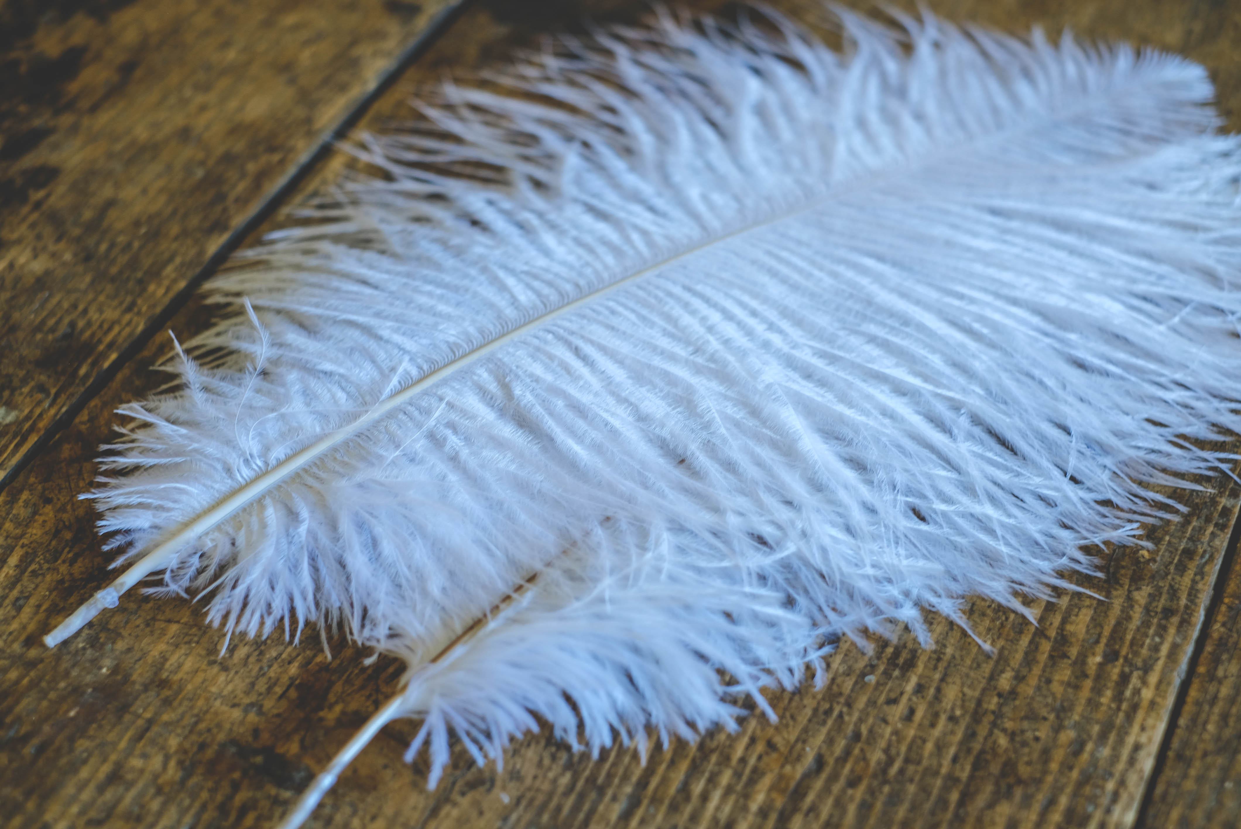 White ostrich feather 40-45cm