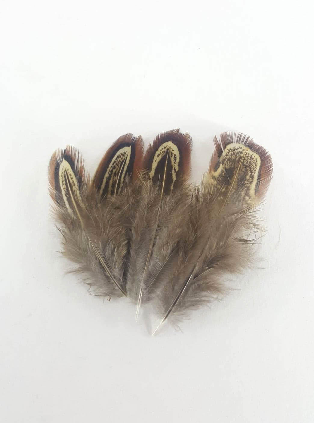 Small brown feathers