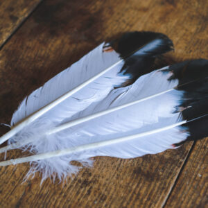 White and black goose feather