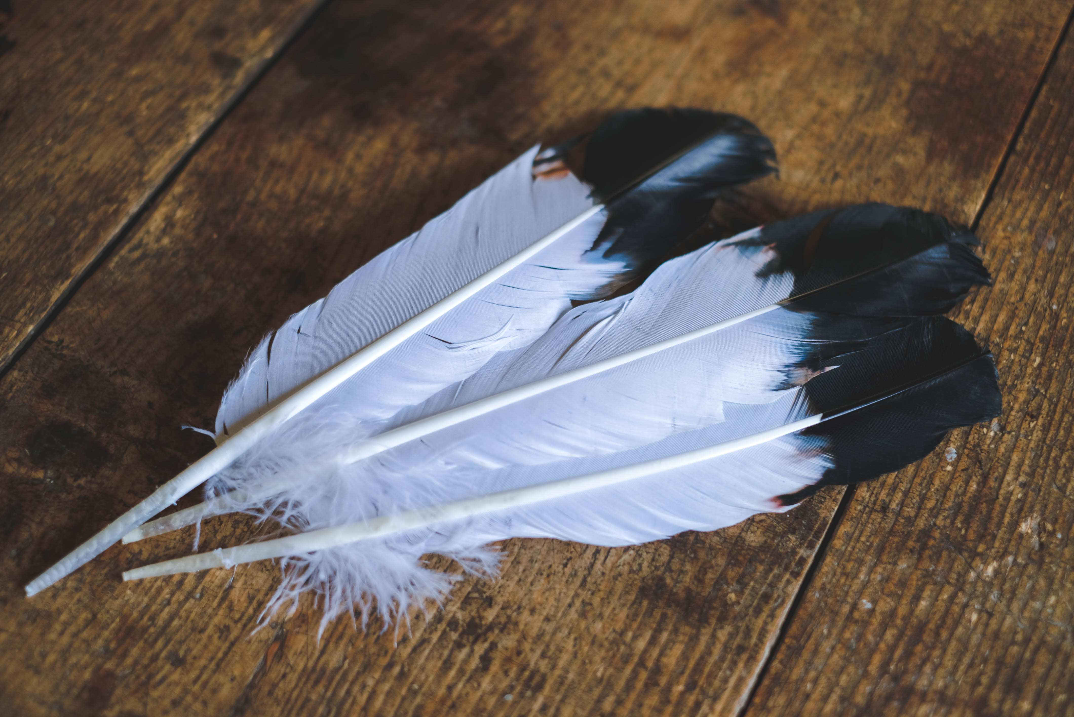 White and black goose feather
