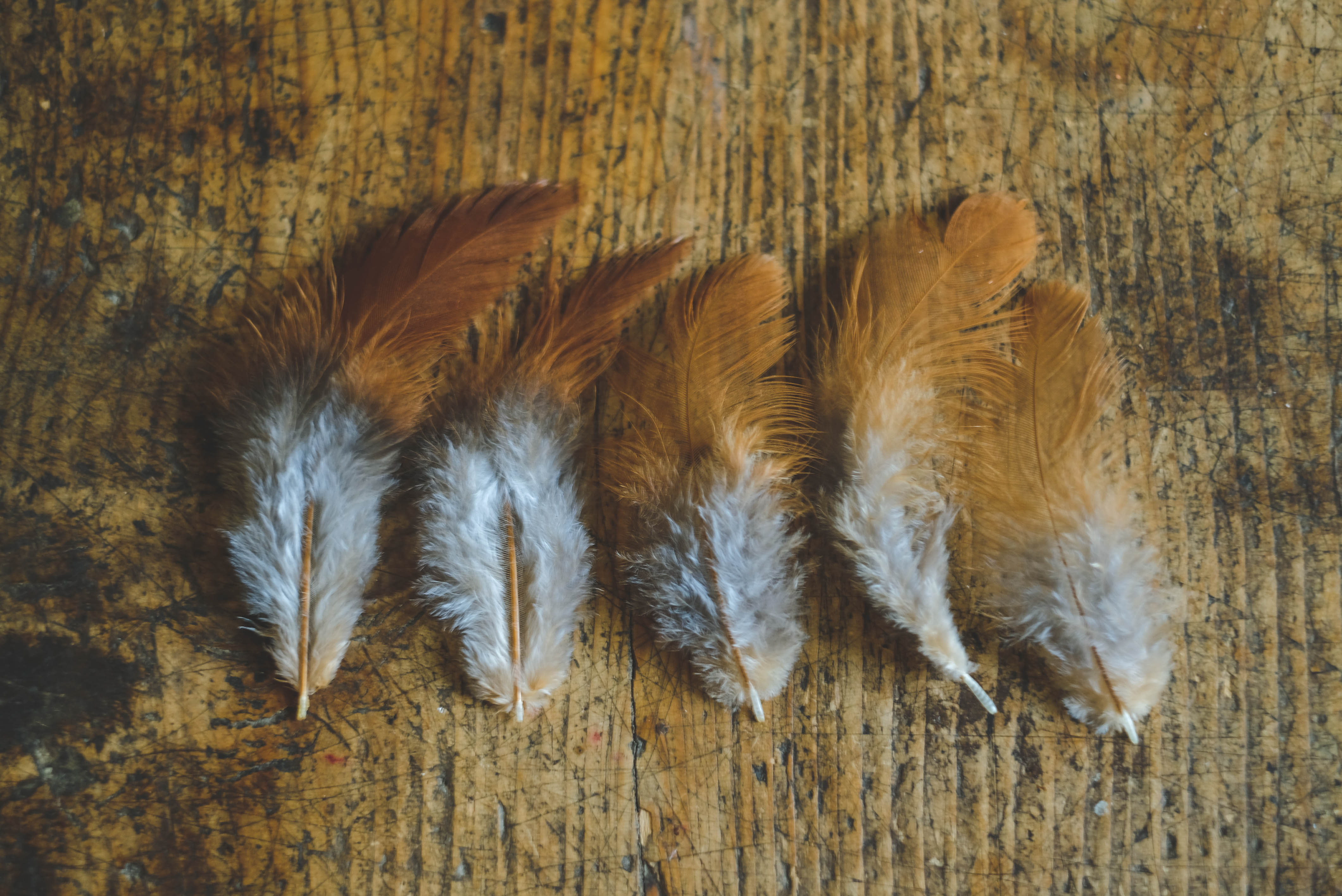 Free range lokal chicken feathers-small
